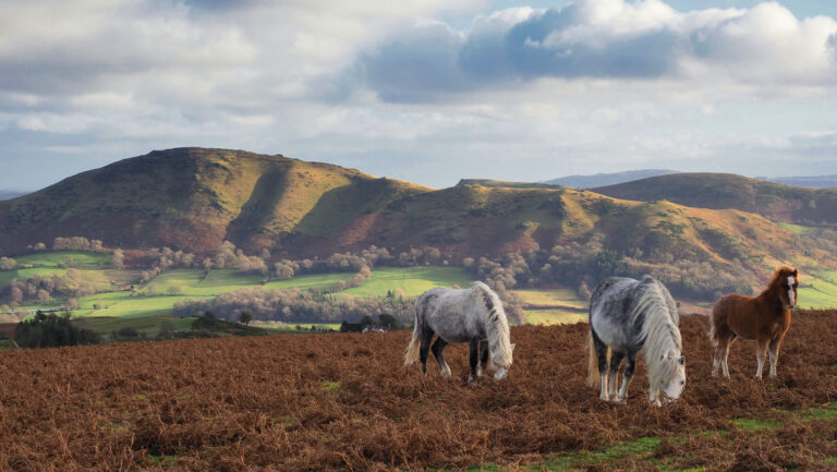 Ponies On The Long Mynd